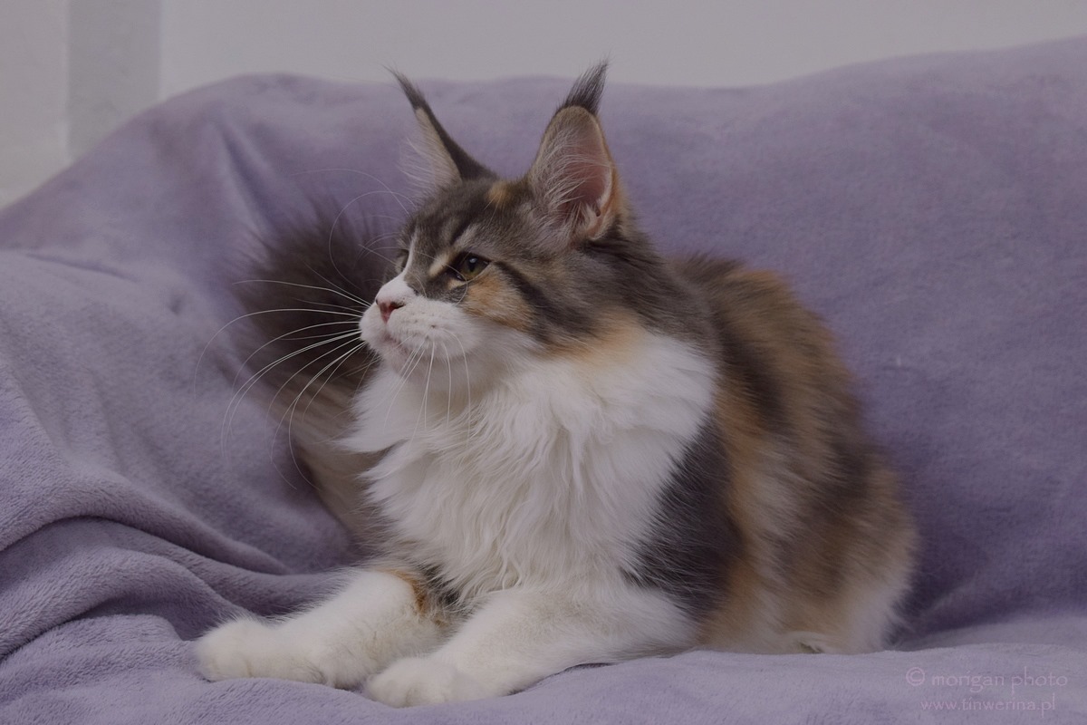 kocięta maine coon