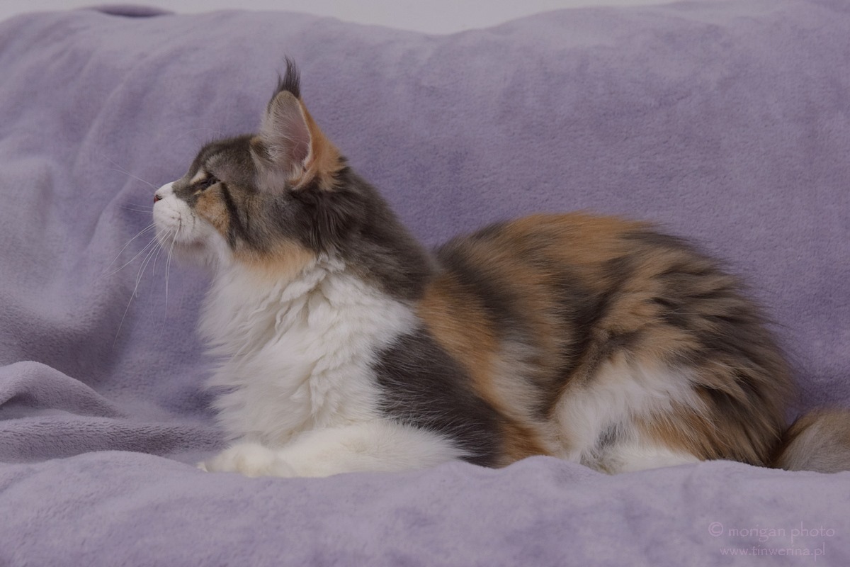 kocięta maine coon