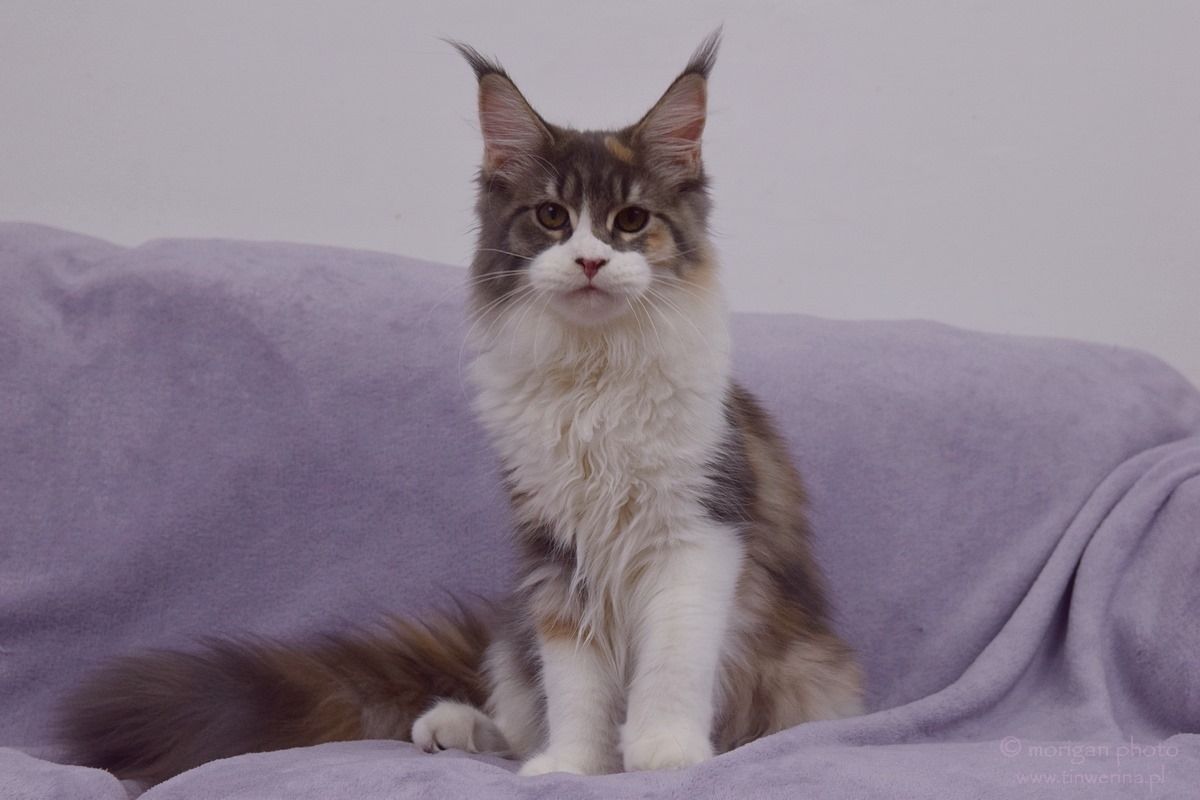kocięta maine coon