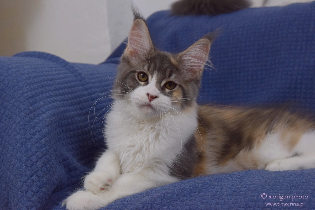 kocięta maine coon