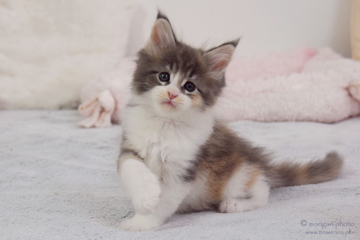 kocięta maine coon