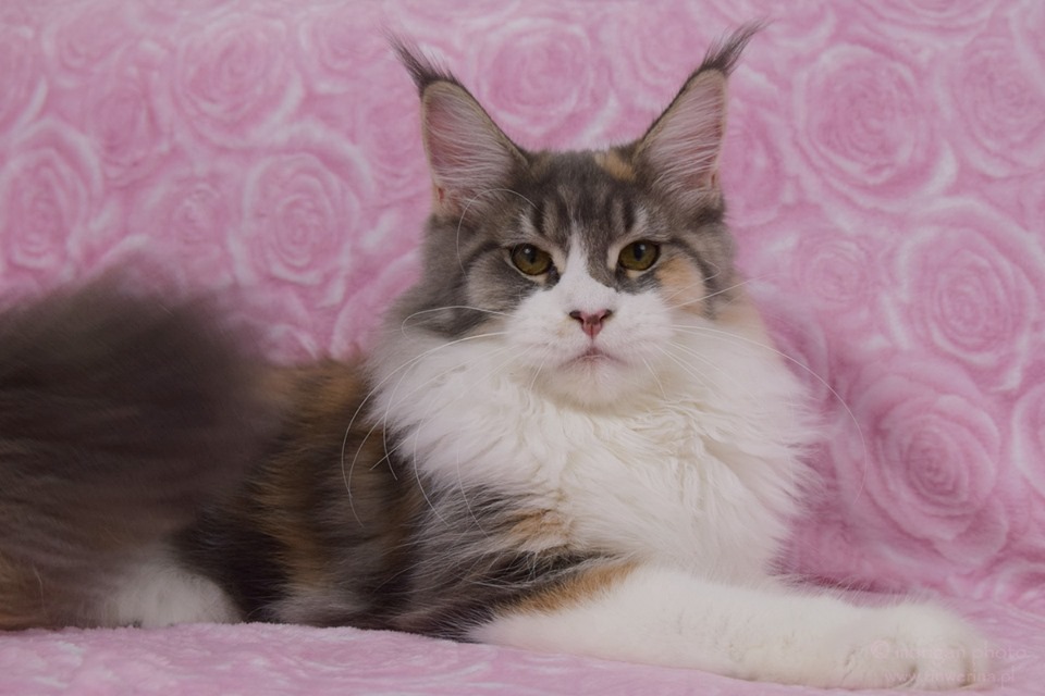 kocięta maine coon