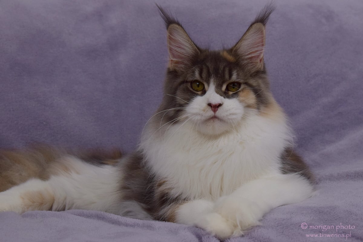 kocięta maine coon