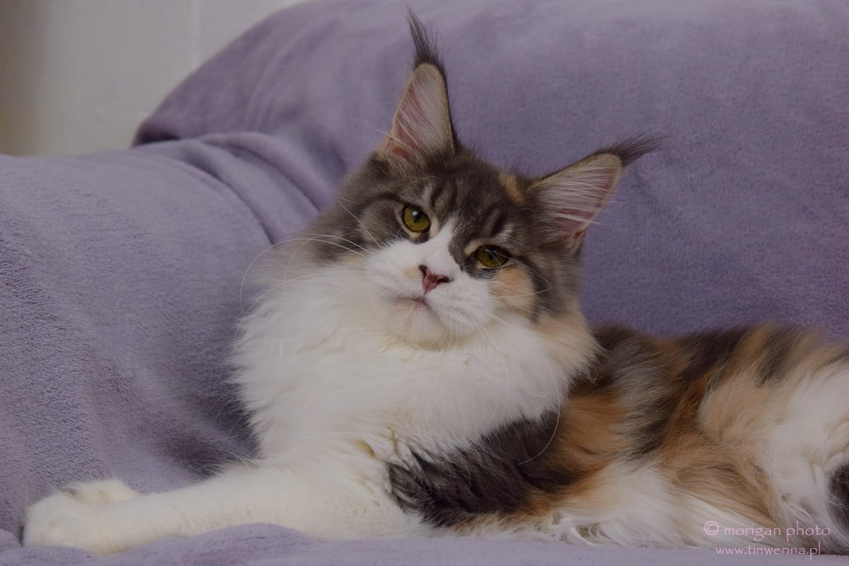 kocięta maine coon