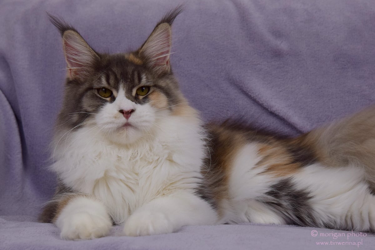 kocięta maine coon
