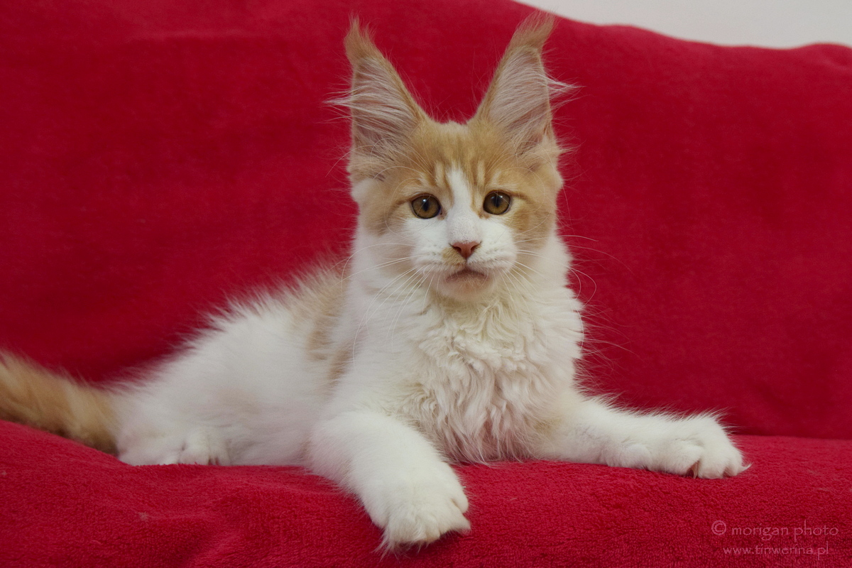 kocięta maine coon