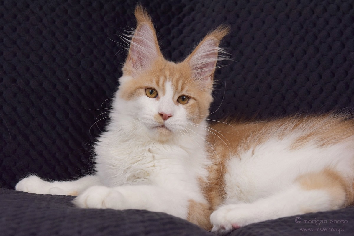 kocięta maine coon