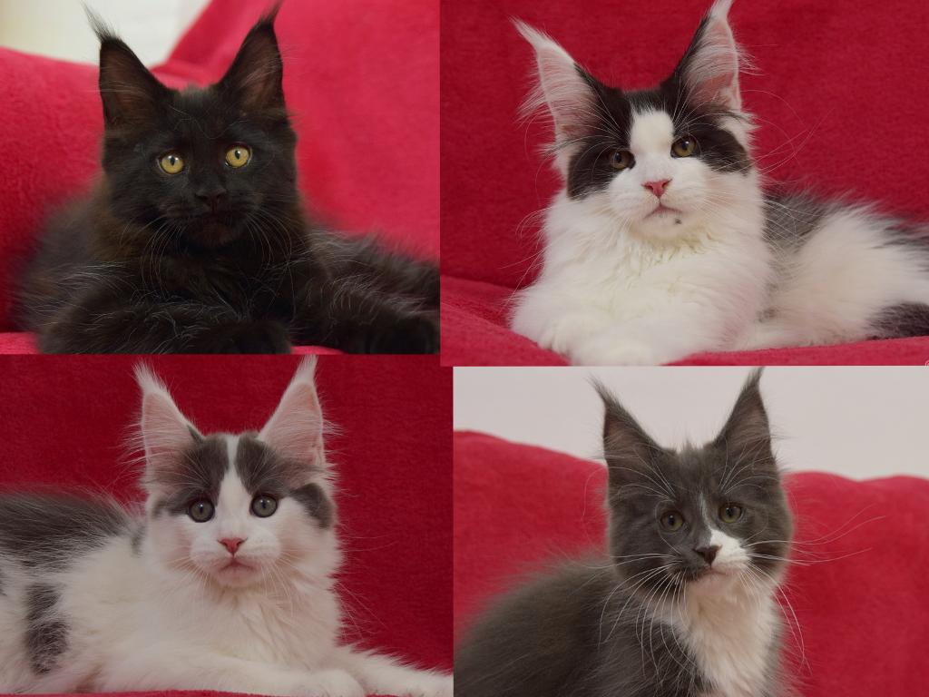 kocięta maine coon