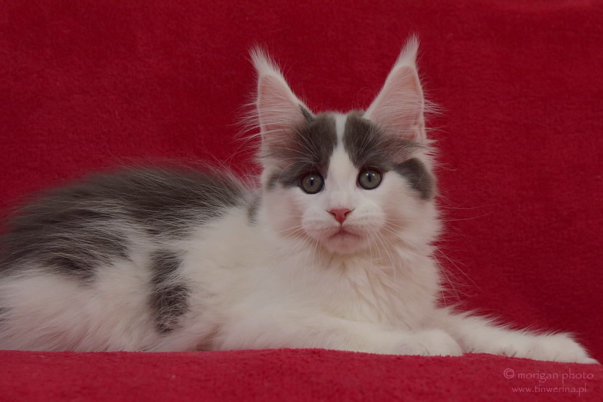kocięta maine coon