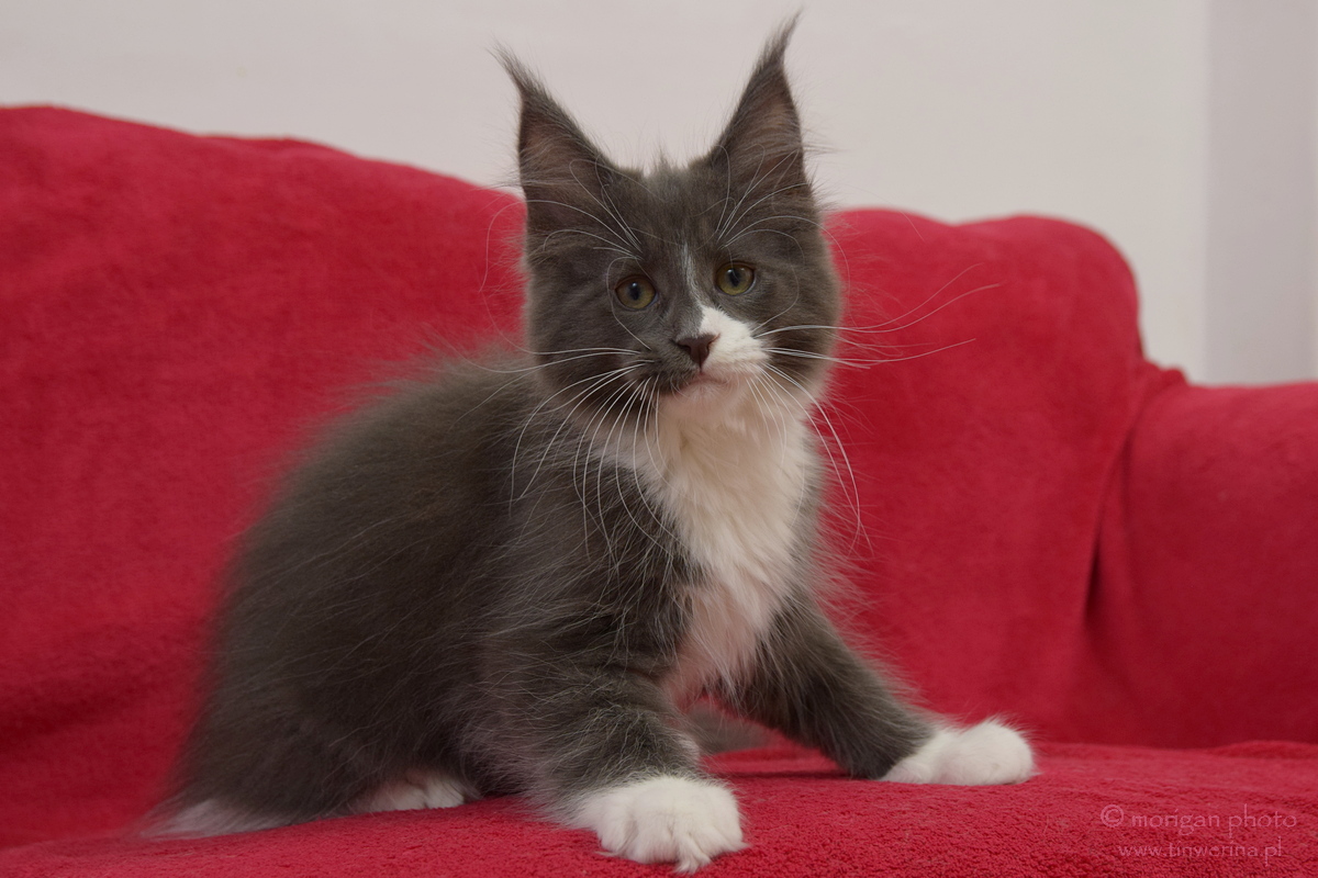 kocięta maine coon