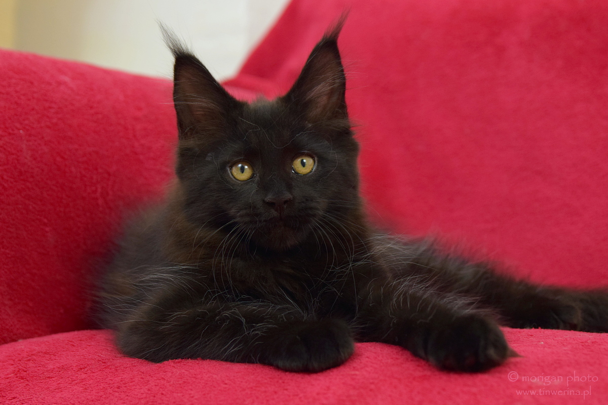 kocięta maine coon