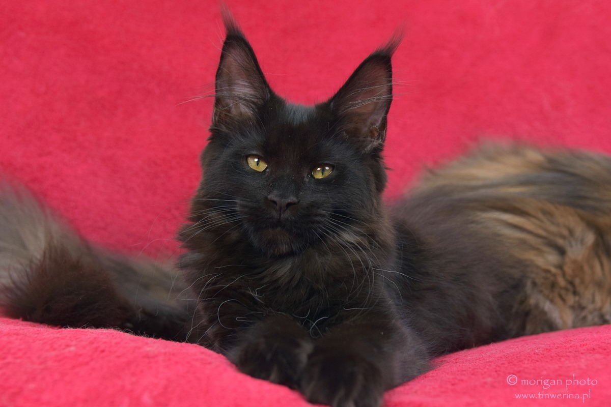 kocięta maine coon