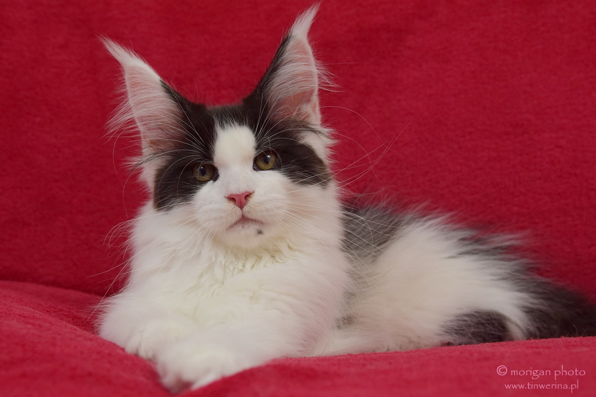kocięta maine coon
