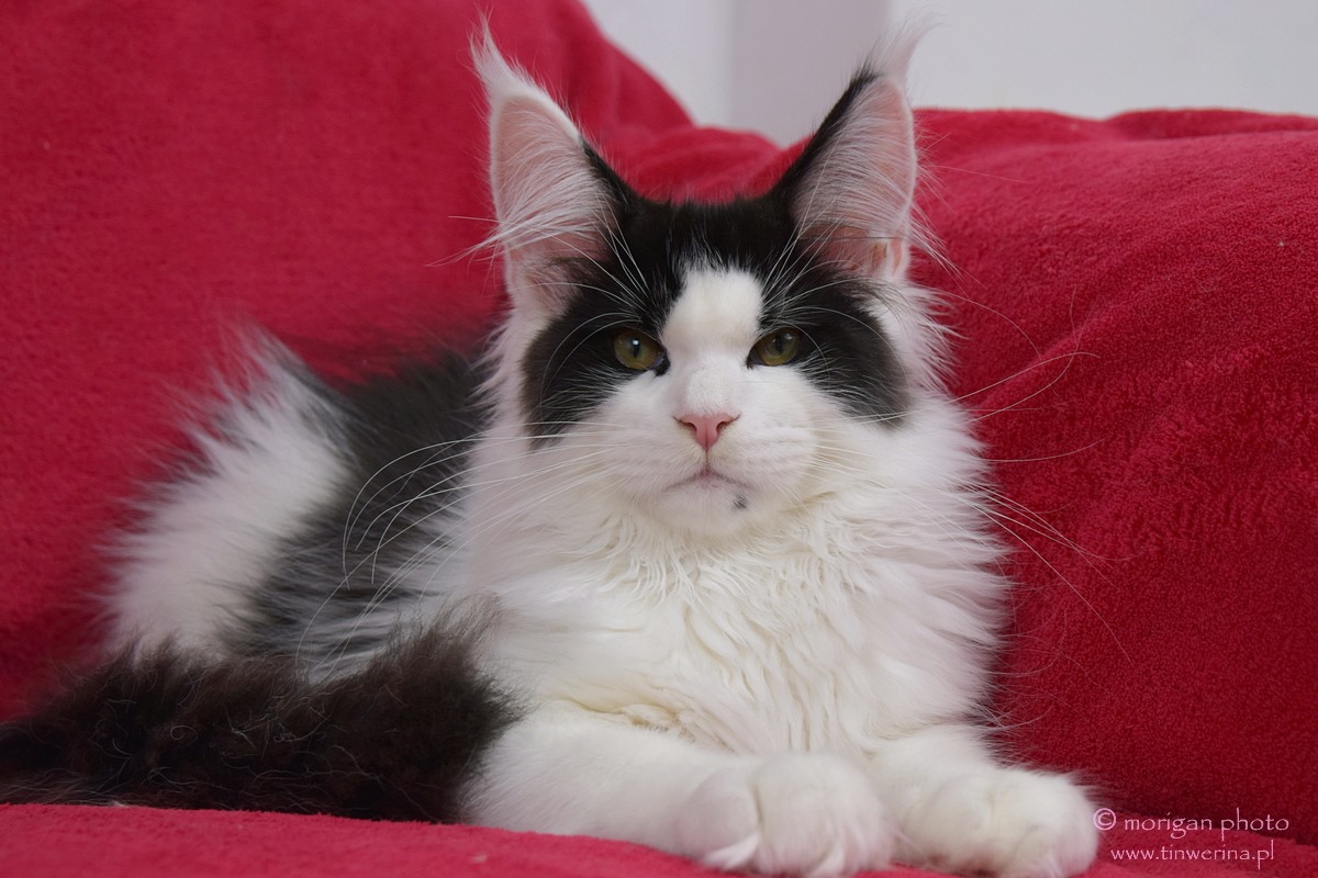 kocięta maine coon