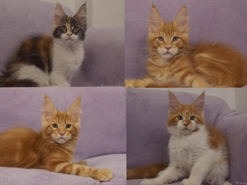 kocięta maine coon