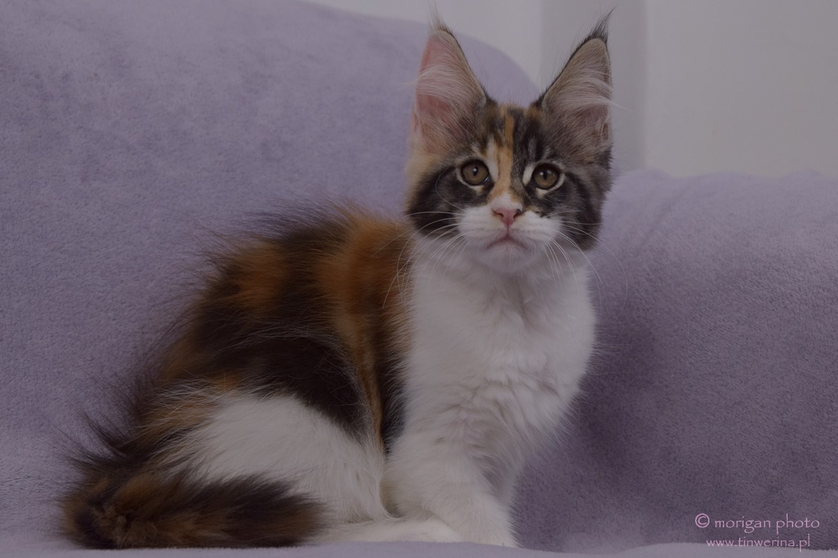 kocięta maine coon