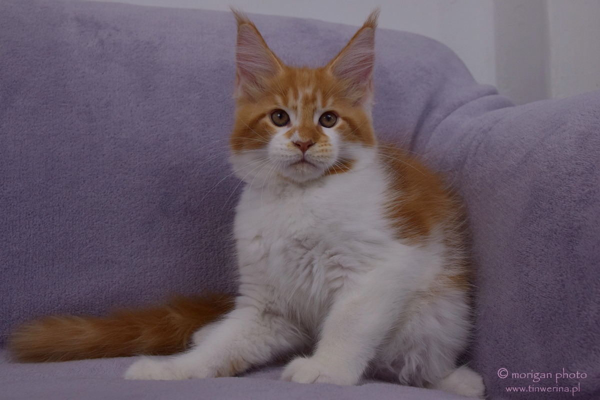 kocięta maine coon