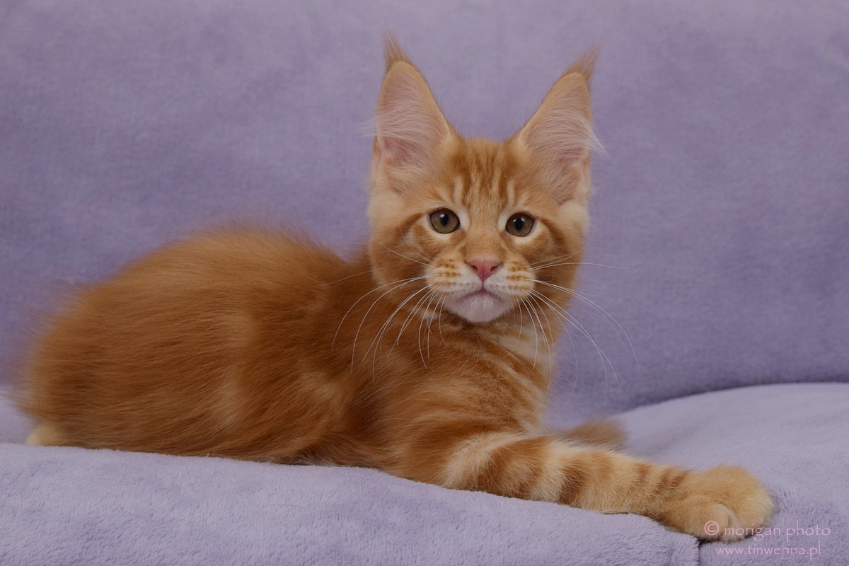 kocięta maine coon