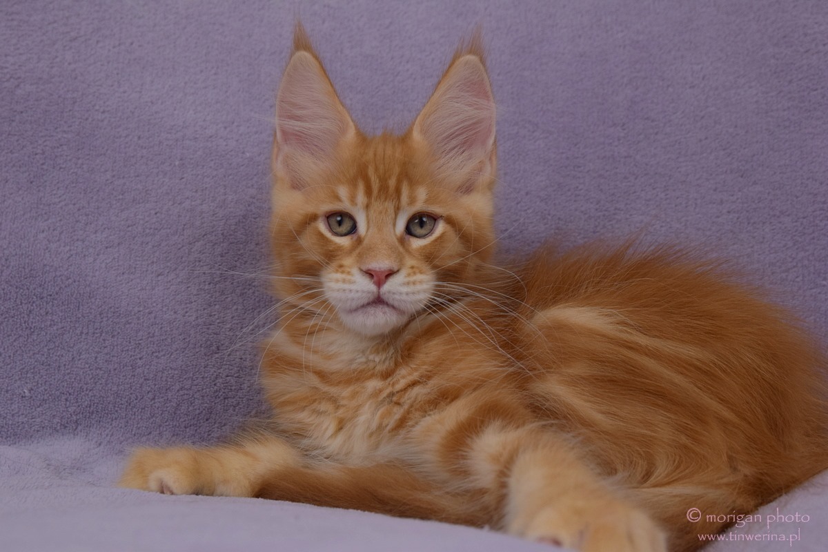 kocięta maine coon
