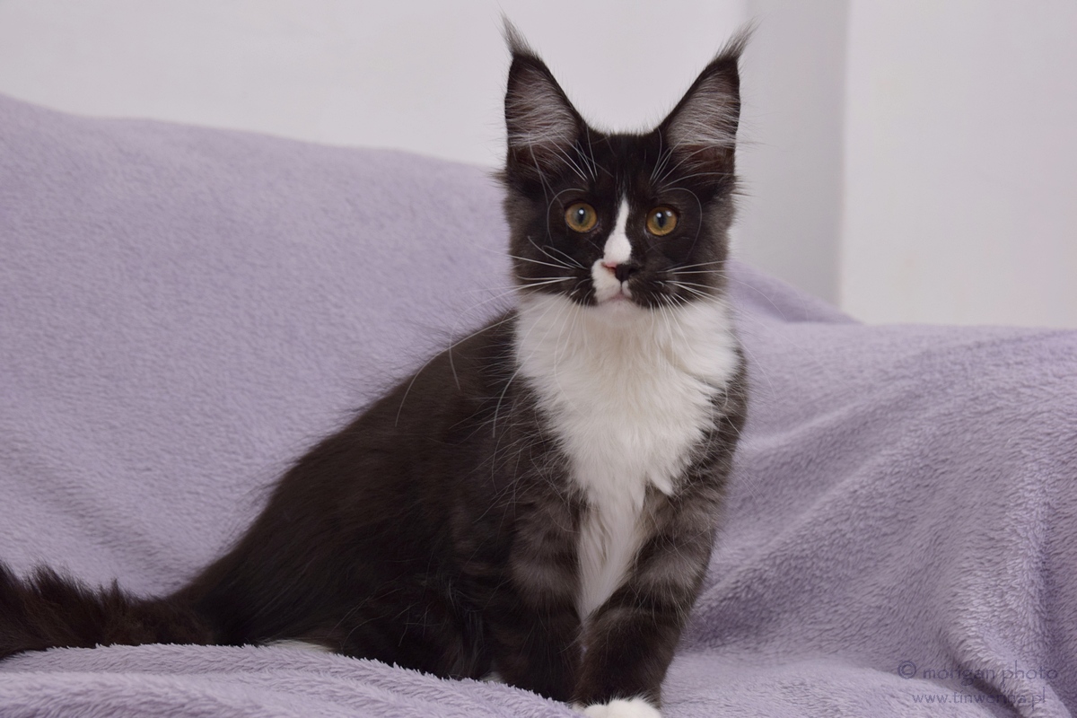 kocięta maine coon