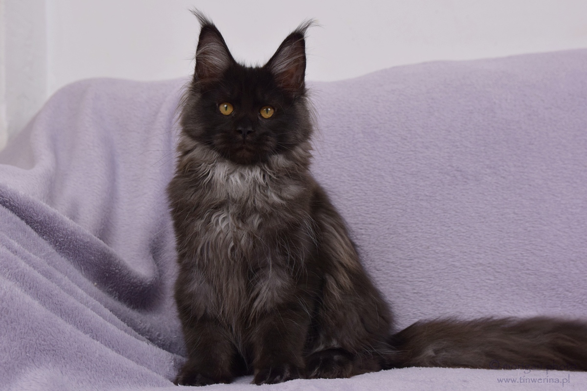 kocięta maine coon