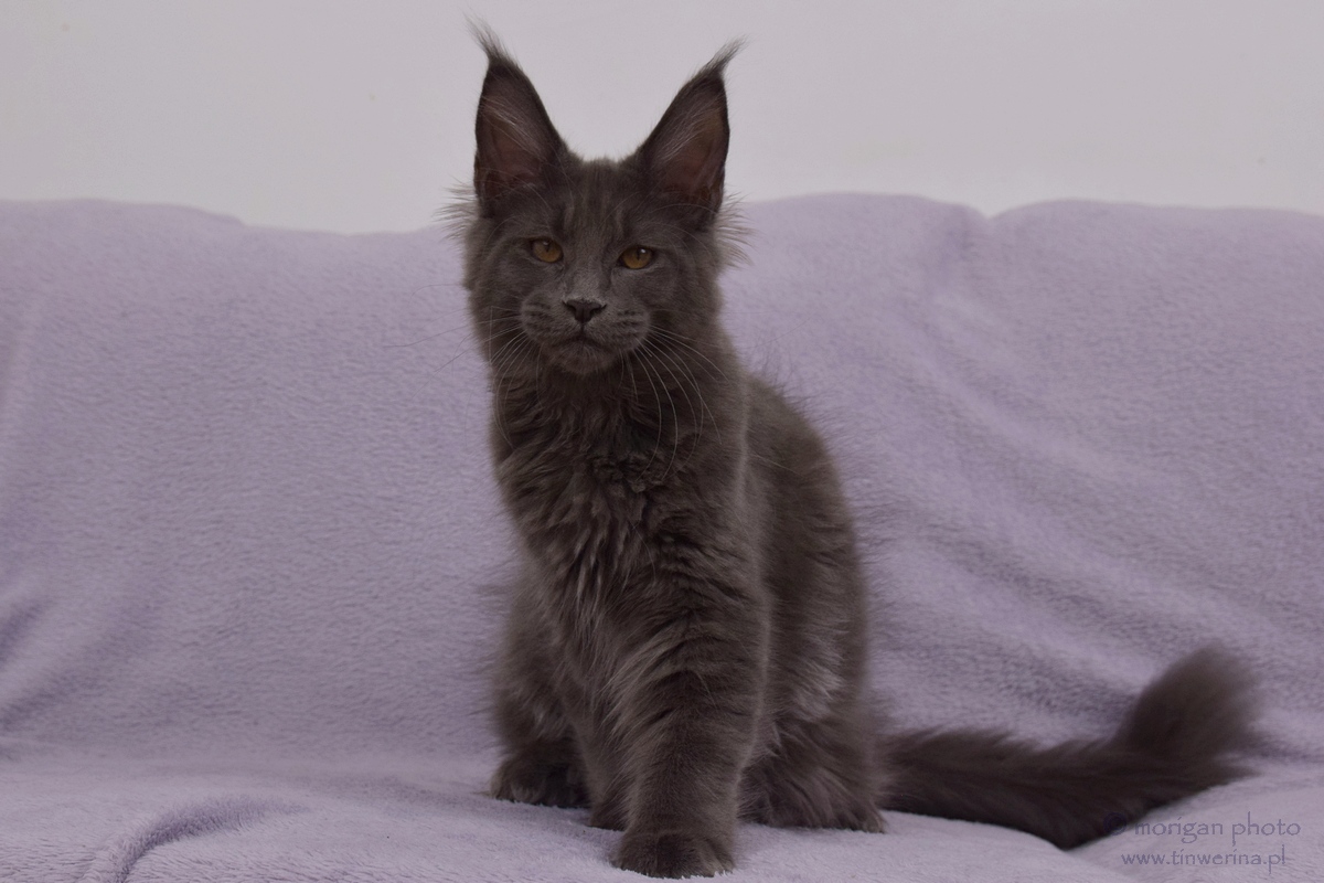 kocięta maine coon