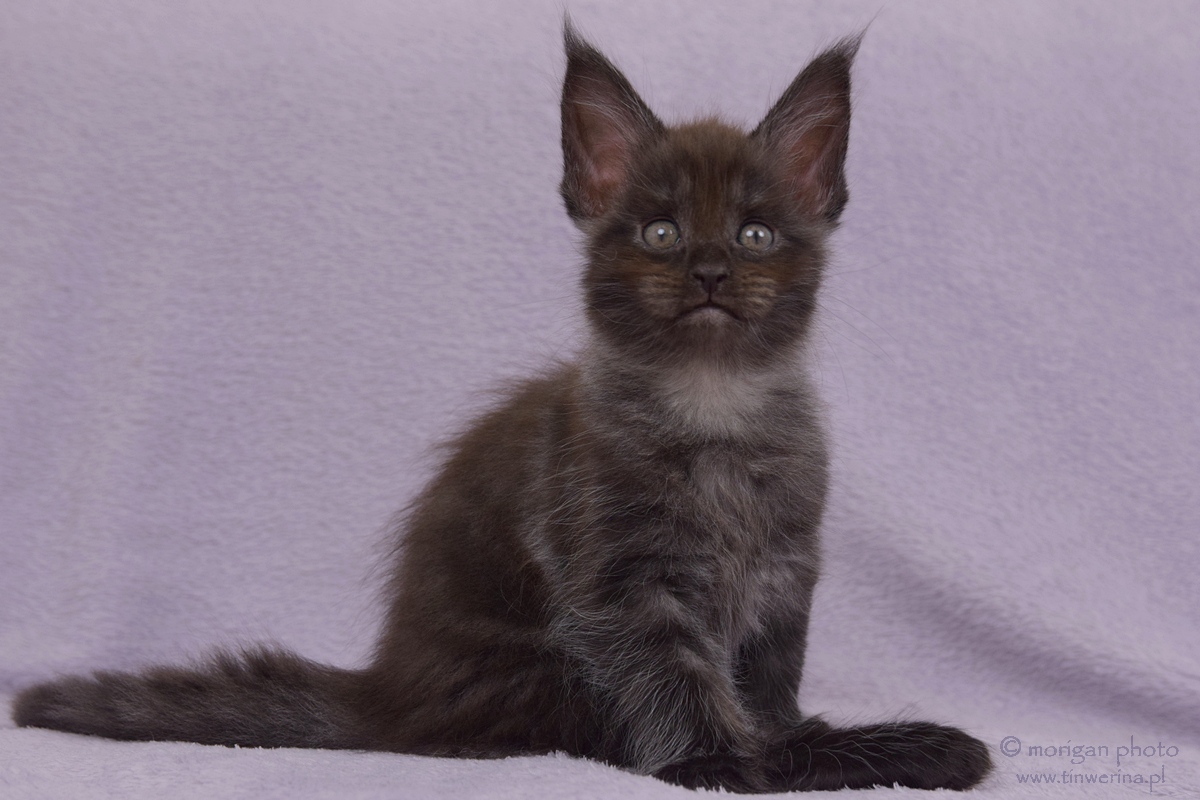 kocięta maine coon