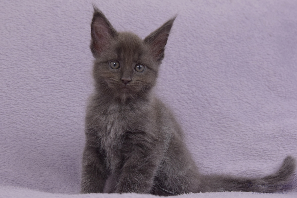 kocięta maine coon