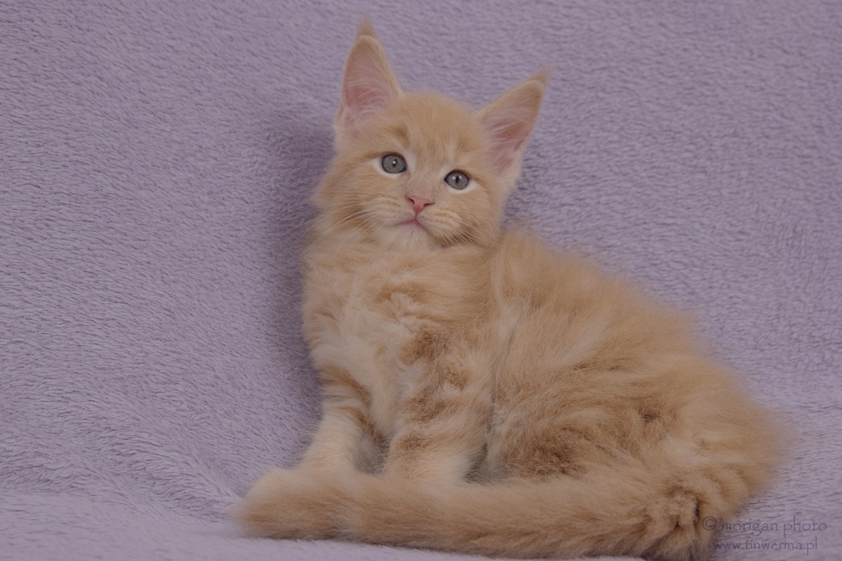 kocięta maine coon