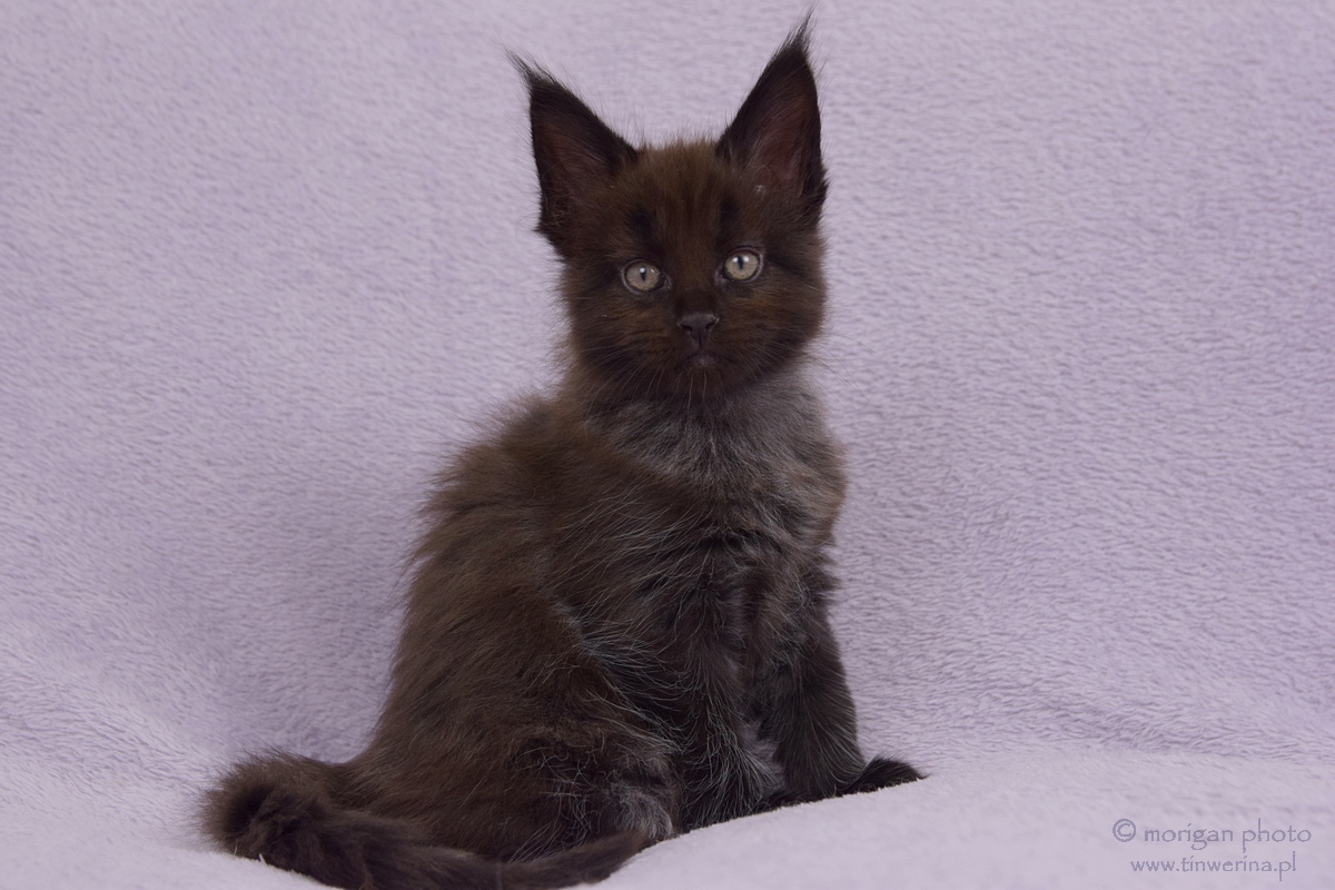 kocięta maine coon