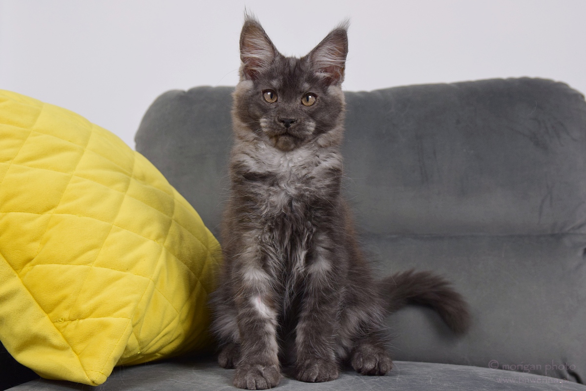 kocięta maine coon