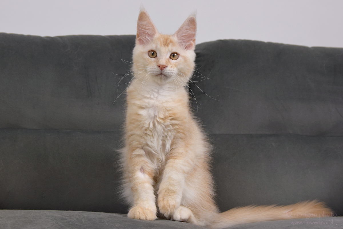 kocięta maine coon