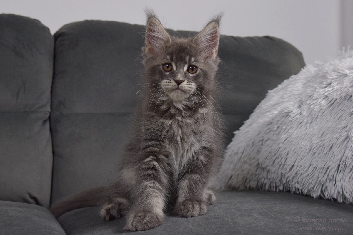 kocięta maine coon