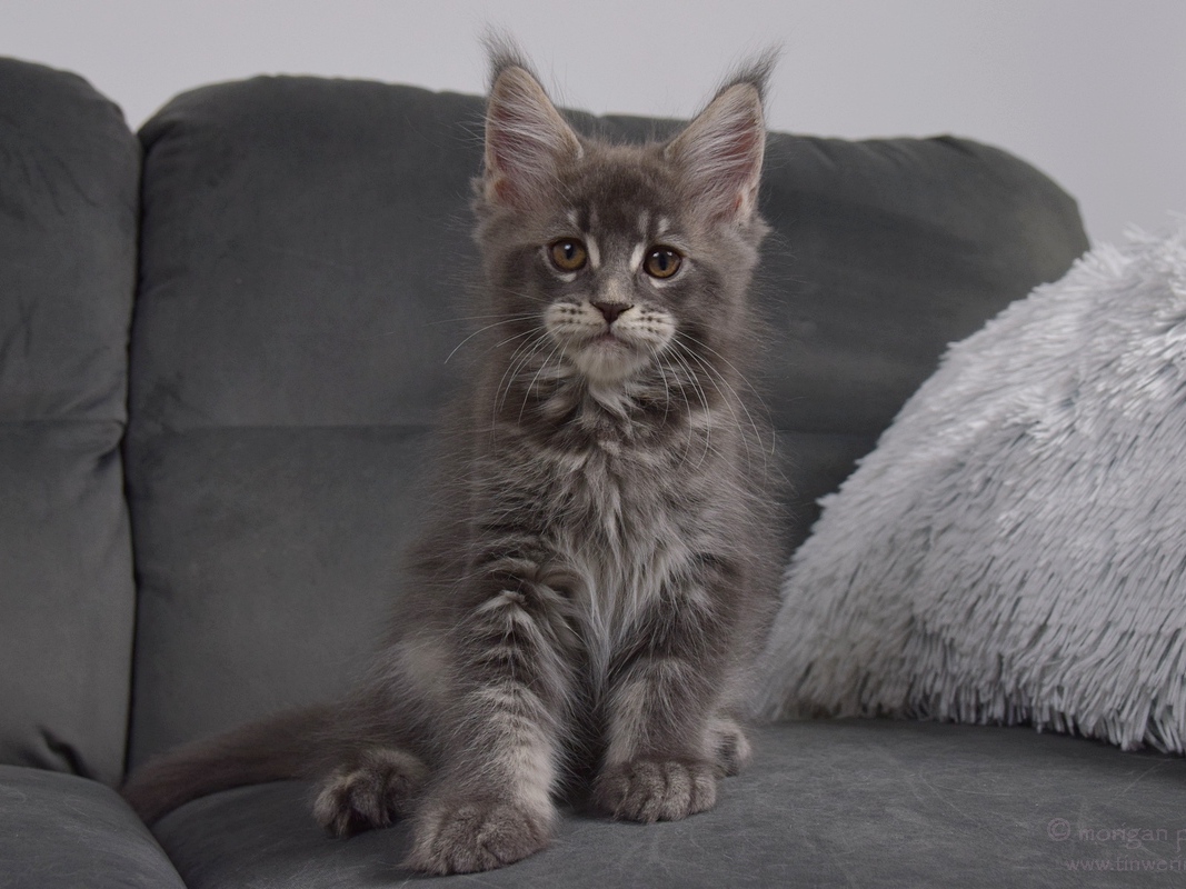 kocięta maine coon