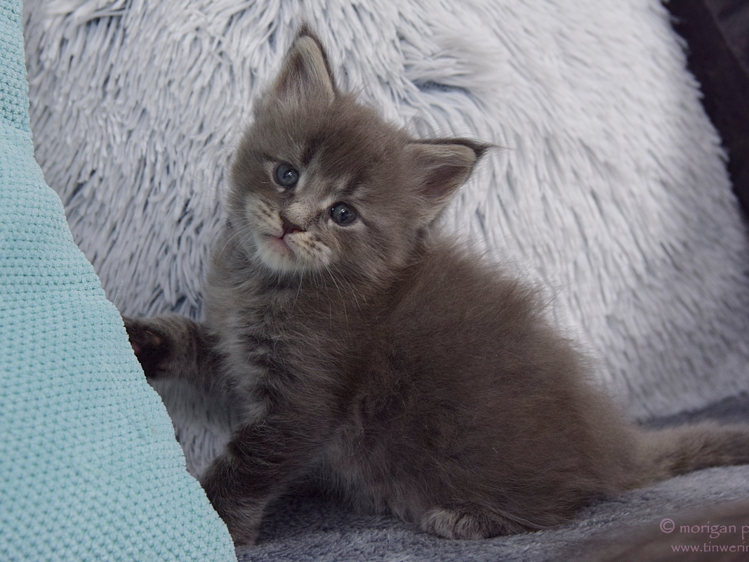 kocięta maine coon
