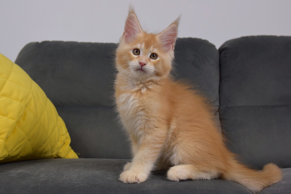 kocięta maine coon