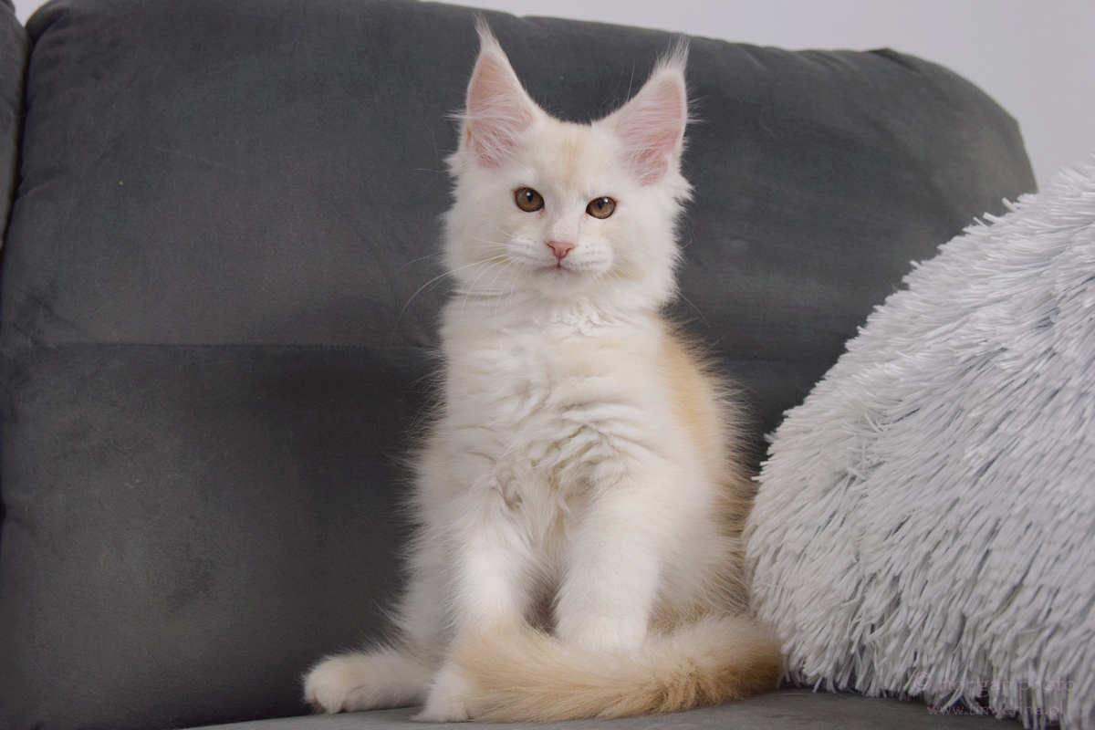 kocięta maine coon