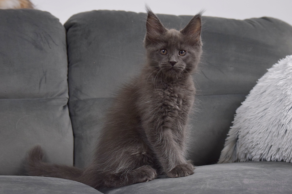 kocięta maine coon