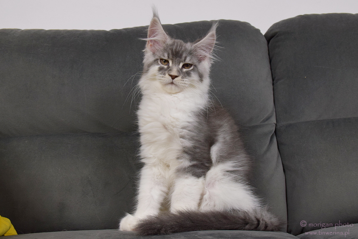 kocięta maine coon