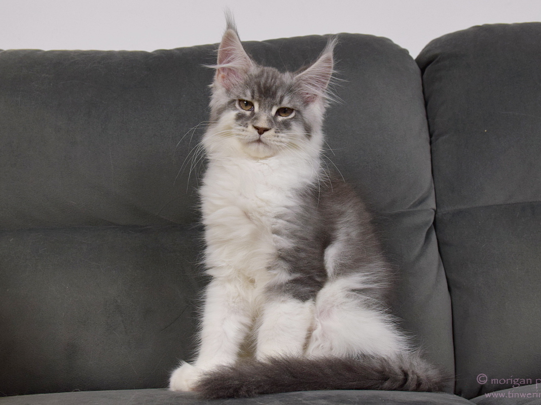 kocięta maine coon