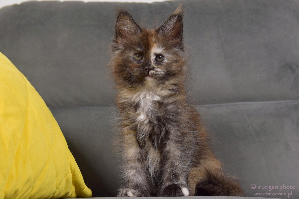 kocięta maine coon