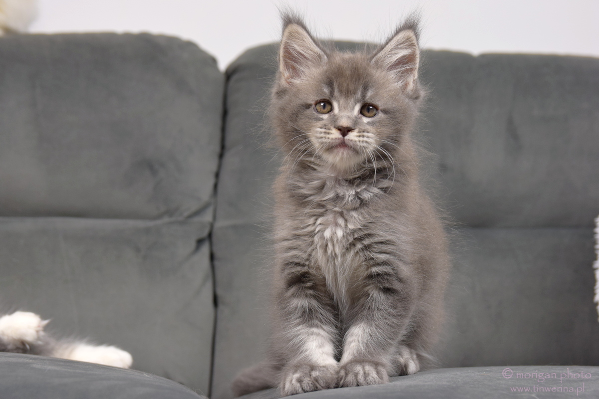 kocięta maine coon