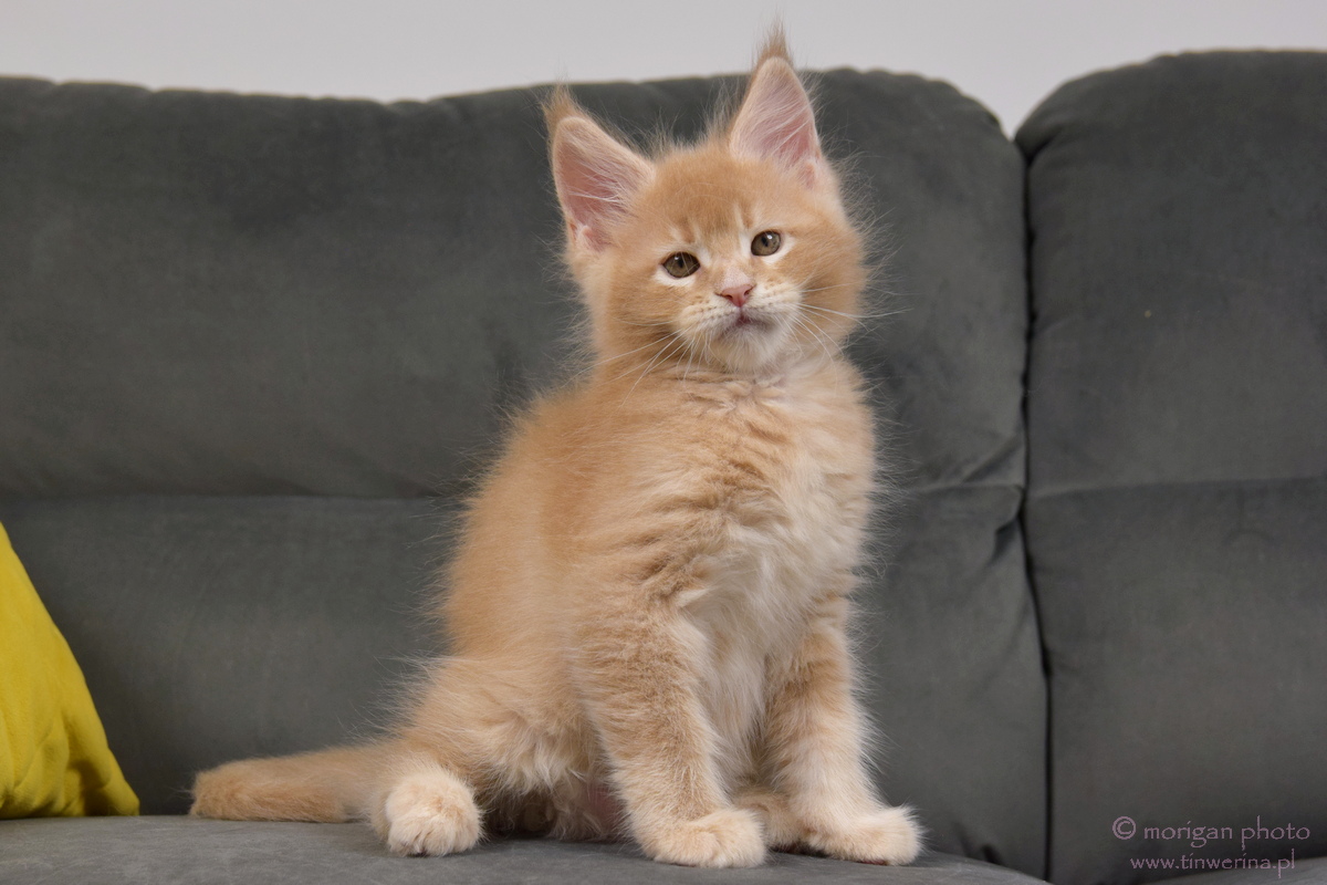 kocięta maine coon
