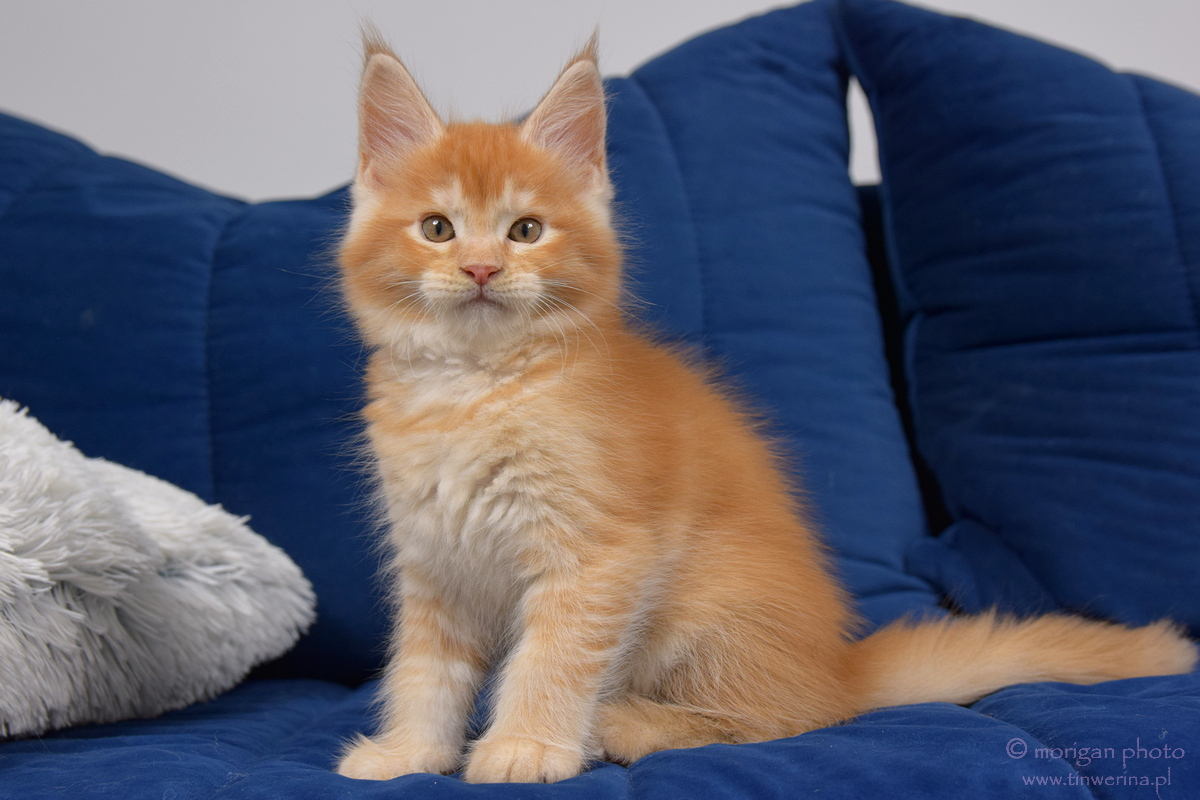kocięta maine coon