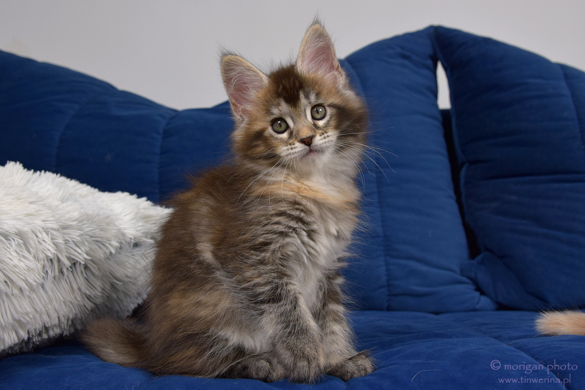 kocięta maine coon