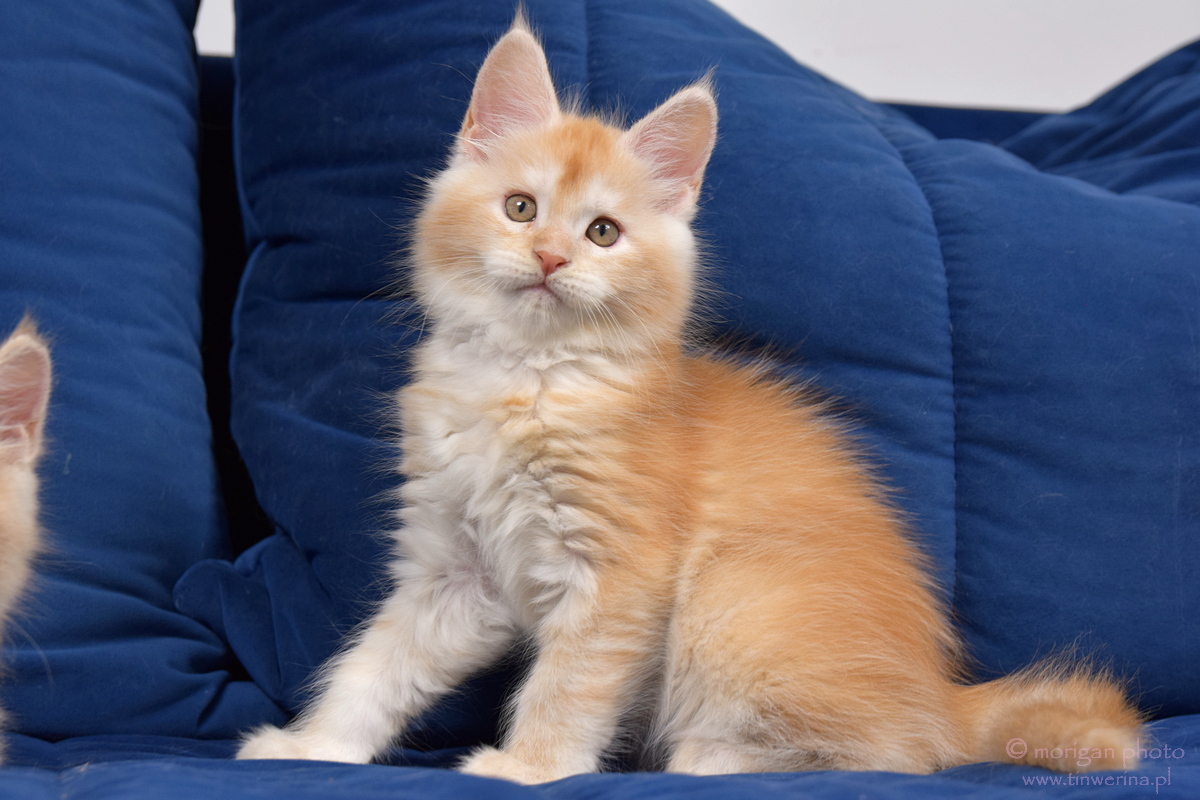 kocięta maine coon