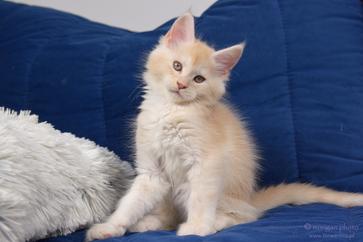 kocięta maine coon