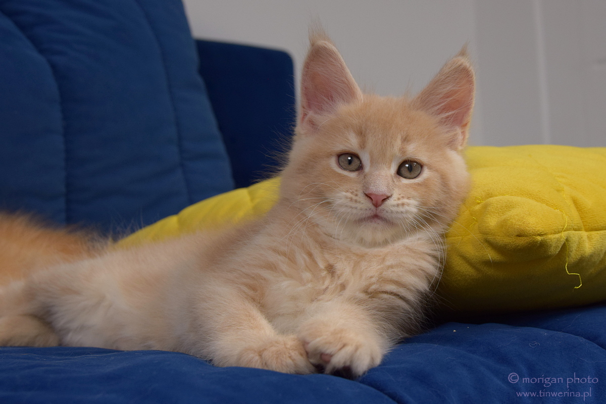 kocięta maine coon