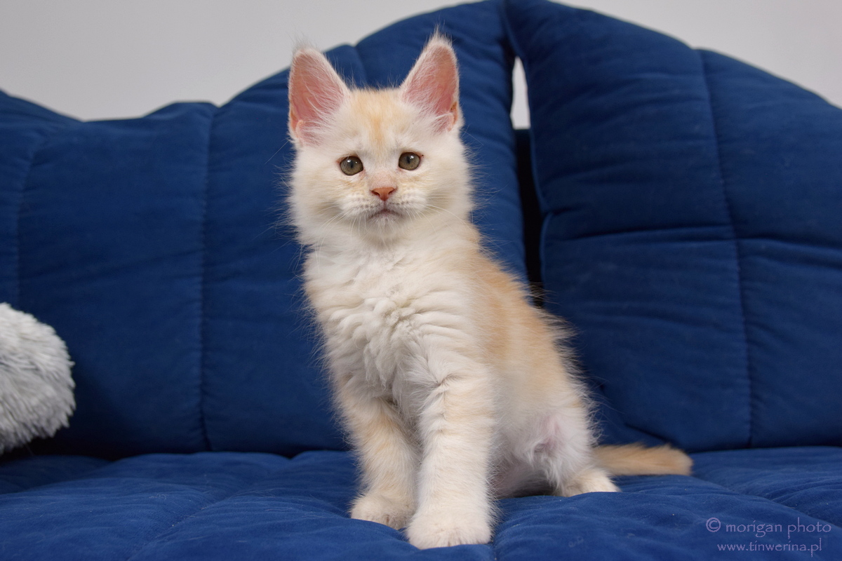 kocięta maine coon