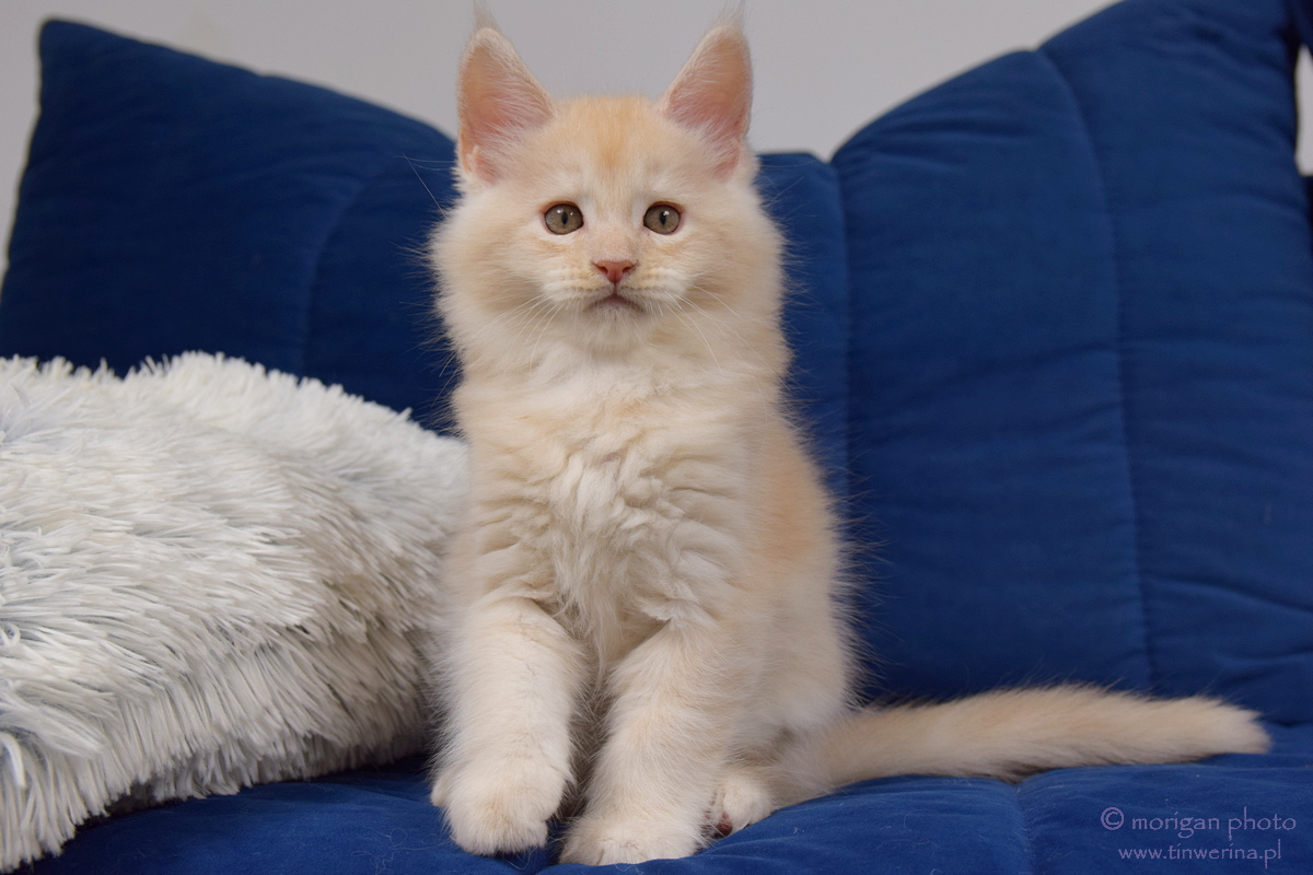 kocięta maine coon